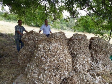 Simav'ın Bin 450 Rakımlı Kestel Köyünde, Yüksek Aromalı Sarımsak Üretiliyor