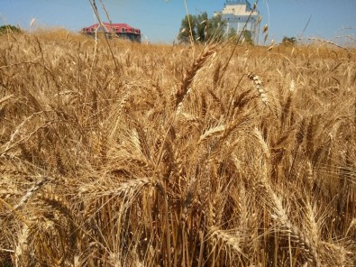 Buğday Hasadı Başladı