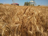 SAMSUN BAFRA - Buğday Hasadı Başladı