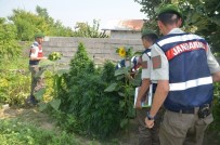 OVAAZATLı - Bursa'da Kenevir Operasyonu