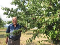 NAPOLYON - Napolyon Kirazı Kazandırıyor