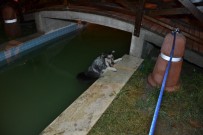 Süs Havuzuna Düşen Köpek, İtfaiye Ekiplerine Zor Anlar Yaşattı