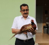 190 Bin Sülün Doğaya Salındı