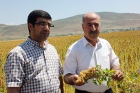 Bu Bitki Çiftçilerin Yüzünü Güldürecek