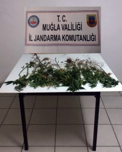 Ormanlık Alanda Kenevir Operasyonu