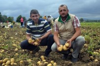 HÜSEYIN AVCı - Patates Üreticisinin Yüzü Gülüyor