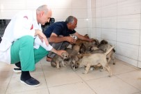 AMELİYATHANE - Sokak Hayvanlarının Hem Hastanesi Hemde Evi Oldu