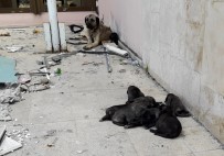 YIKIM ÇALIŞMALARI - Yanan Binada Bulunan Yavru Köpekleri İtfaiye Ekipleri Kurtardı