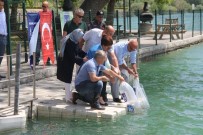 NAZLı ERGÜL - Yavru Sazanlar Göle Kavuştu