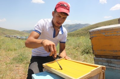 Bingöl'de Arıcılar Üretime Başladı, Hedef Bin 200 Ton Bal