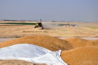 MEZOPOTAMYA - Çiftçiler, Tefecilerin Eline Düşmek İstemiyor