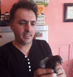 FAST FOOD - Emet'te Ebabil Kuşu