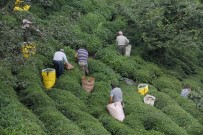 SÜRGÜN - Erken Toplanan Yaş Çay Yaprakları Çayda Kaliteyi Yükseltti