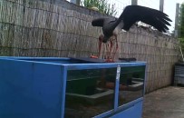 AKVARYUM BALIĞI - Kendine Akvaryumda Ziyafet Çekti