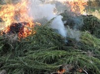 Kırklareli'nde 60 Bin Kök Hint Keneviri İmha Edildi