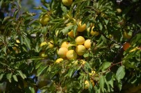 ELEKTRONİK ÜRÜN - Malatya Kayısısı Avrupa'dan Vize Aldı