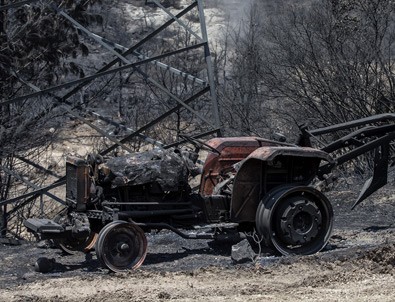İzmir'deki orman yangınından geriye kalanlar