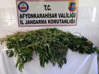 Jandarma 3 Farklı Operasyonda 336 Kök Kenevir Ele Geçirdi