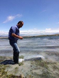 Amasya'da 4 Gölete 35 Bin Sazan Yavrusu Bırakıldı