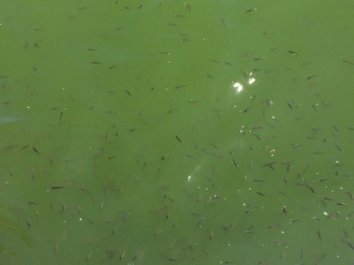 Avlu'da Balıklar Ölmüyor, Ürüyor