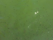 MEHMET ÜNAL - Avlu'da Balıklar Ölmüyor, Ürüyor