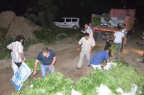 Başkent'te Son Yılların En Büyük Kenevir Operasyonu