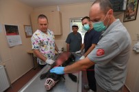 PİTBULL - Bunun Adı Canilik