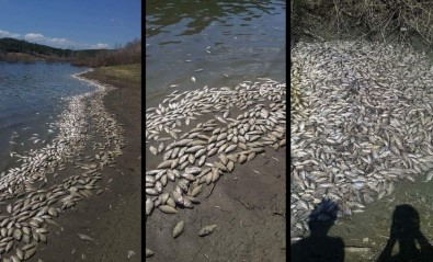 Tekirdağ'da Binlerce Ölü Balık Karaya Vurdu
