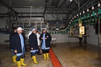 İMAM GAZALİ - Vali Demirtaş, Beyza Piliç Tesislerinde İncelemelerde Bulundu