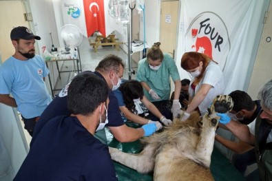 Suriye'deki Yaban Hayvanlarının Türkiye'ye Nakli Tamamlandı