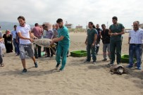 DENİZ KAPLUMBAĞALARI - Tedavi Edilen Kaplumbağalar Denize Bırakıldı