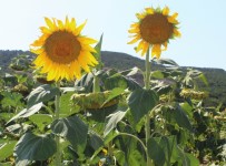 Ayçiçeğinde Son 50 Yılın En Yüksek Verimi Bekleniyor