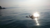 Giresun'da Balık Tutarken Denize Düşerek Kaybolan Kişinin Cesedine Ulaşıldı. Haberi