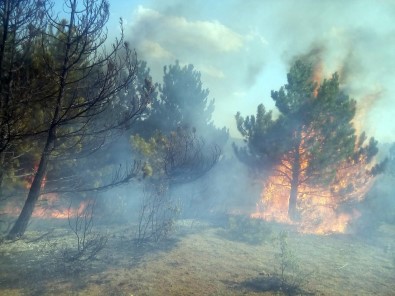 Kastamonu'da Ormanlık Alanda Yangın
