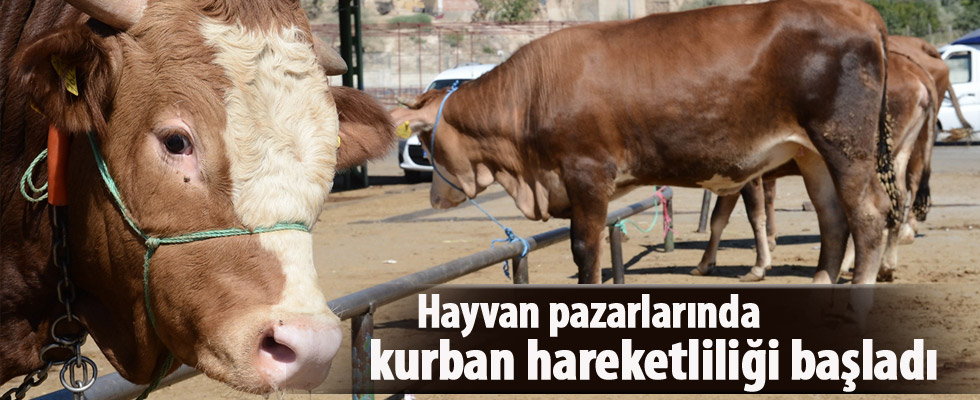 Hayvan pazarında kurban hareketliliği başladı