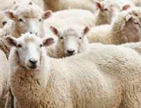 Migros ve CarrefourSA'da kurbanlık fiyatları açıklandı