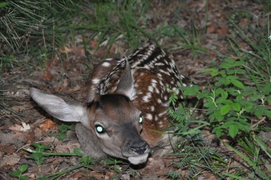 Bakan Eroğlu Açıklaması 'Yaban Hayatını Korumak Vazifemizdir'