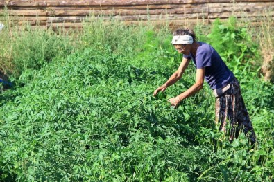 Köylü Kadınlar Gibi Şalvar Giyen Alman, Kazdağları'nda Organik Tohum Üretiyor
