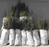 Mısır Tarlasında Uyuşturucu Operasyonu