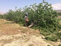 KİRAZ ÜRETİMİ - Para Etmeyen Beyaz Kiraz Ağaçlarını Kesip Odun Yaptı