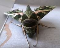 ZAKKUM - Van'da Bulundu!