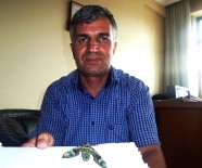 ZAKKUM - Van'da Ender Görülen 'Mekik Kelebeği' Bulundu