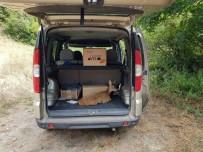 Yavru Karaca Doğaya Salındı