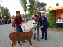 MAHMUTHAN ARSLAN - Hisarcık'ta 'En Güzel Buzağı' Yarışması