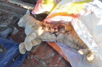 Kedileri silahla öldürüp çöpe attılar!