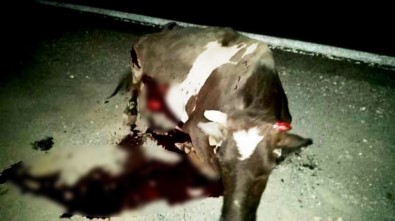 Lüks Jipin Çarptığı İnek Ağır Yaralandı