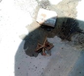 Et Yiyen Örümcek Kayseri'de Görüldü