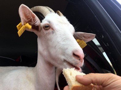 Yanından Ayırmadığı Keçileri İle Tatile Çıktı