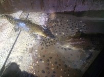 Üsküdar'daki Bu Timsahlar Günde 50 Kilo Tavuk Yiyor