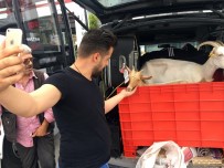 Yanından Ayırmadığı Keçileri İle Tatile Çıktı